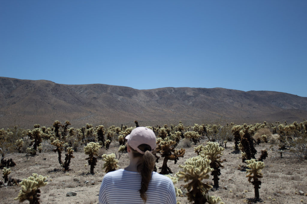 visit Joshua Tree Park