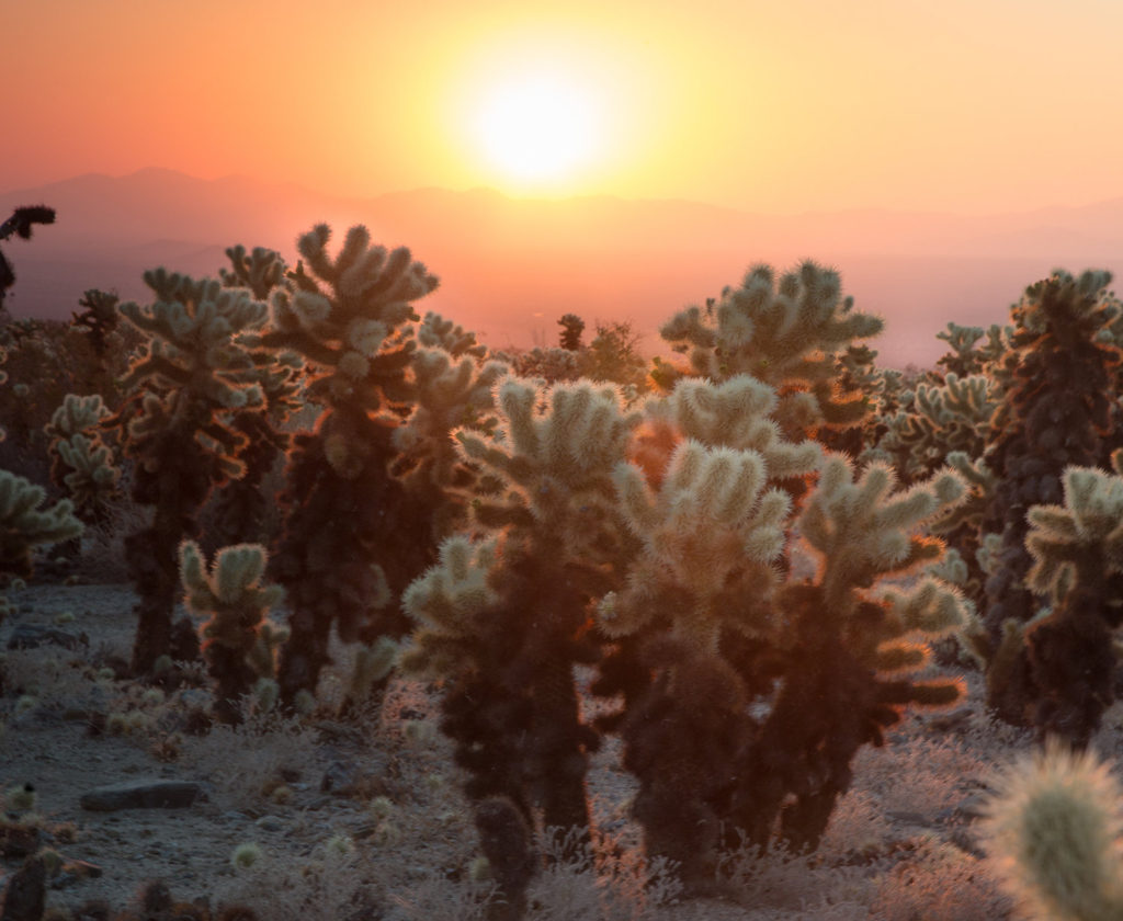 visit Joshua Tree Park