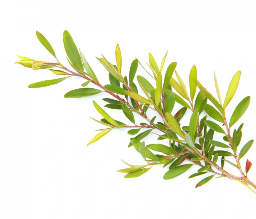 tea tree branch